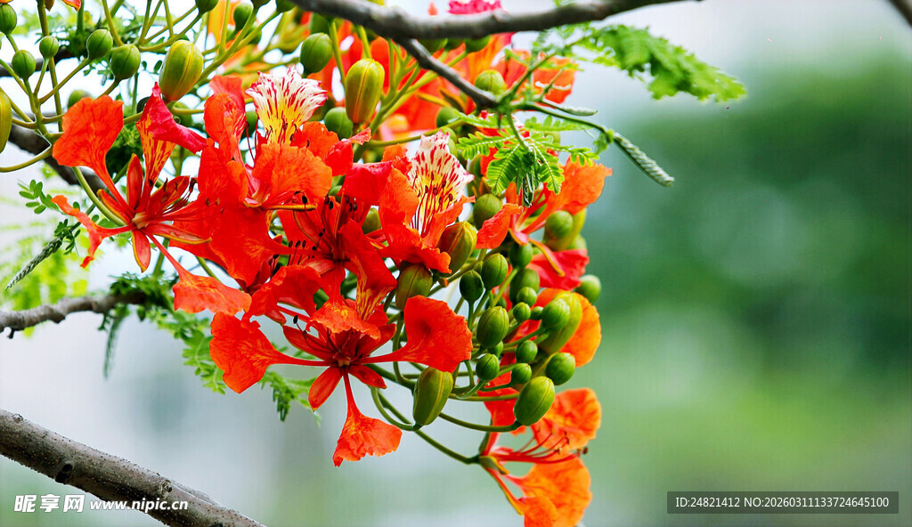 艳丽凤凰花绽放枝头