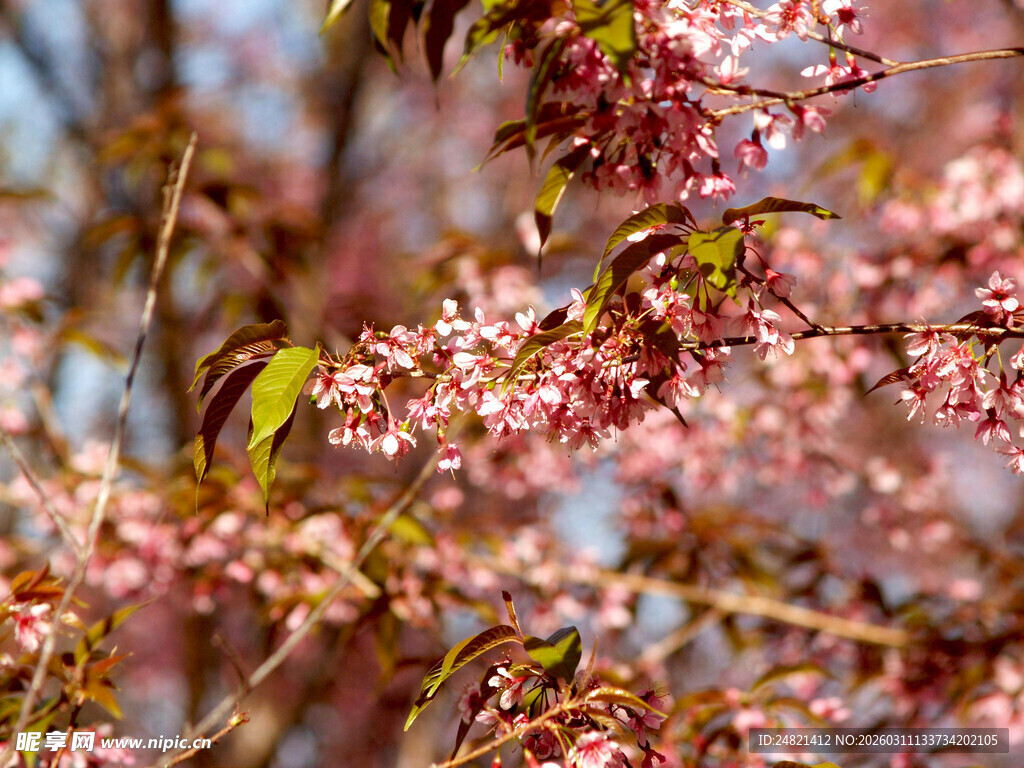 春日烂漫樱花枝头绽放