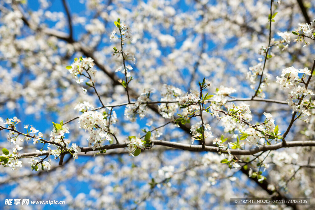 春日繁花枝头绽