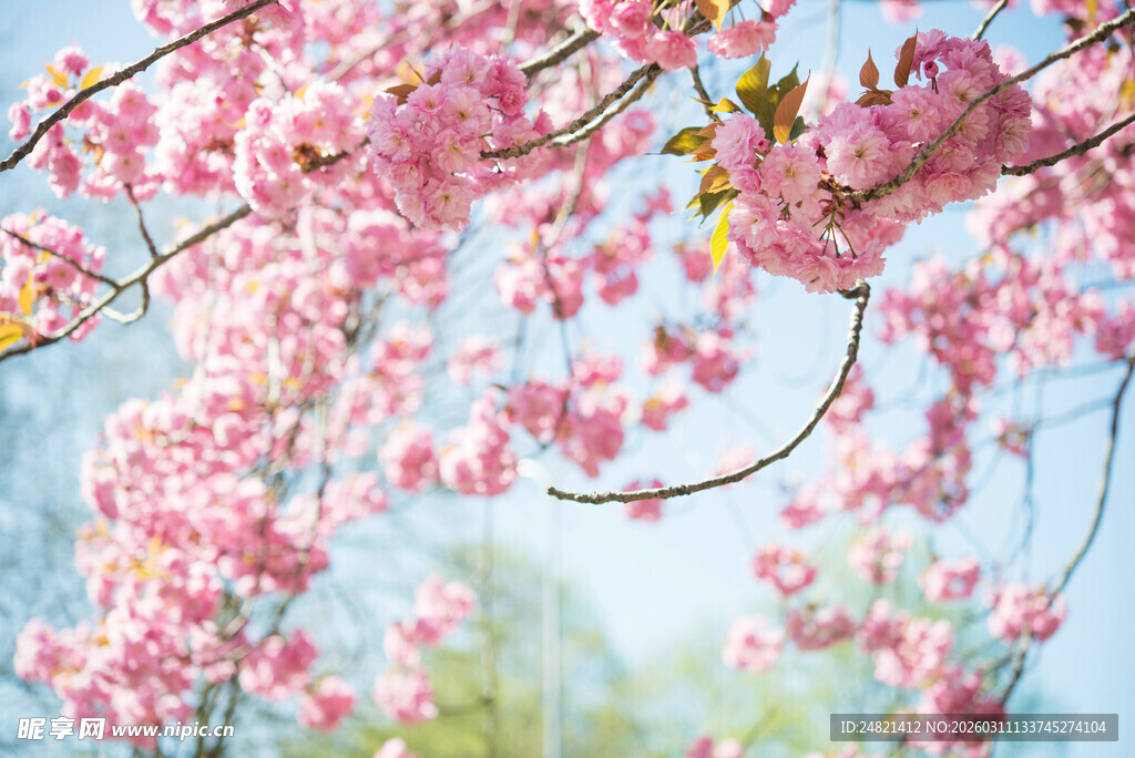 烂漫樱花枝头绽放