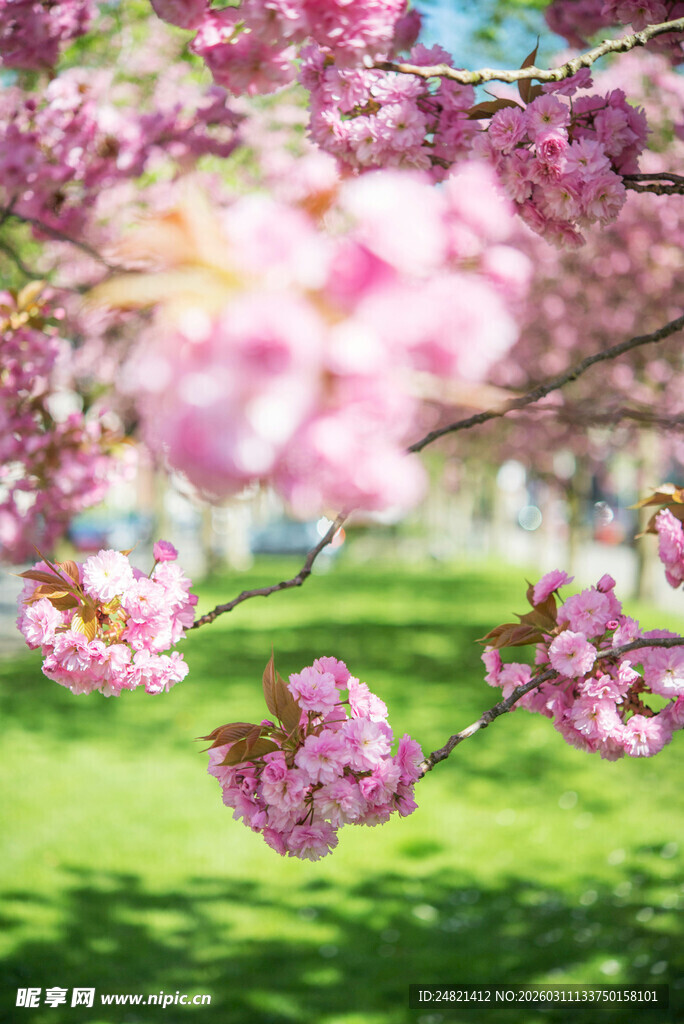 春日烂漫樱花绽放枝头