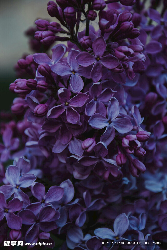 紫丁香花簇特写