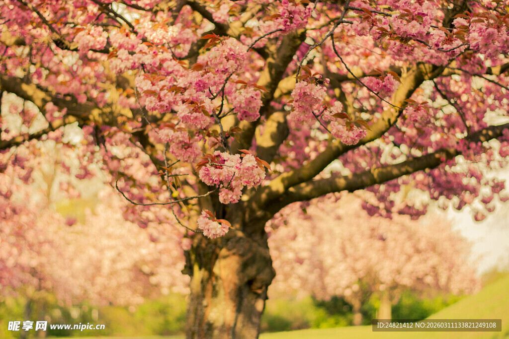 盛开的粉色繁花树木