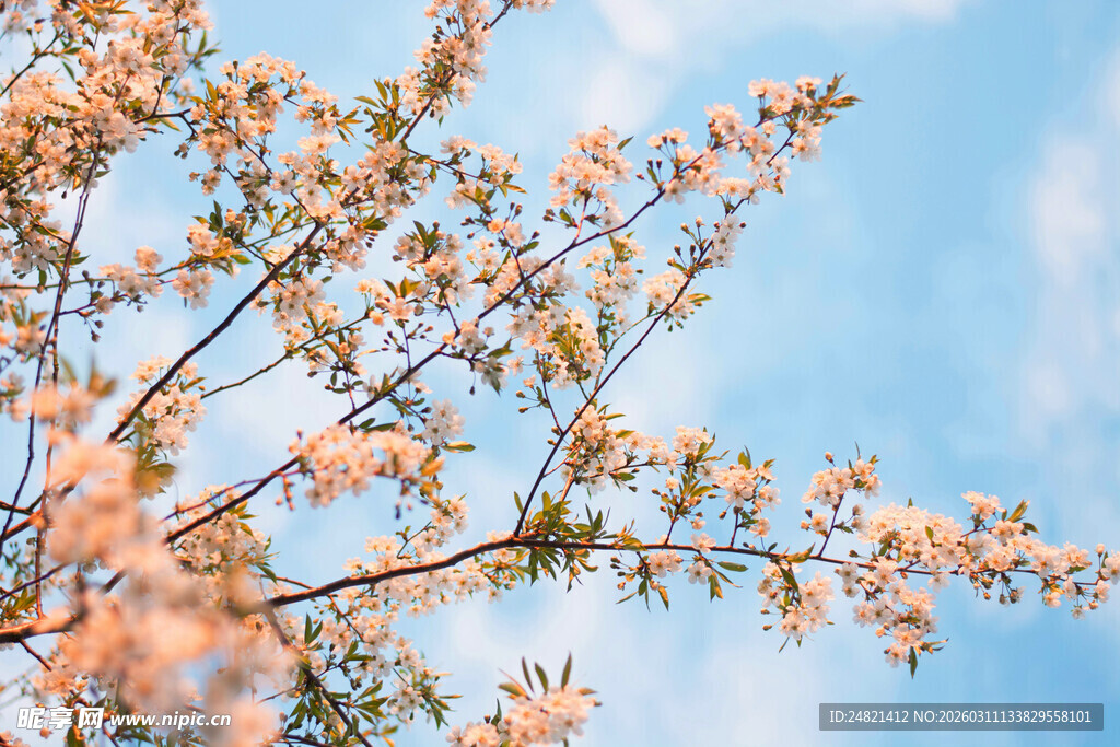 蓝天映衬下的粉嫩花枝