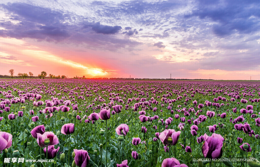 夕阳下的浪漫花海