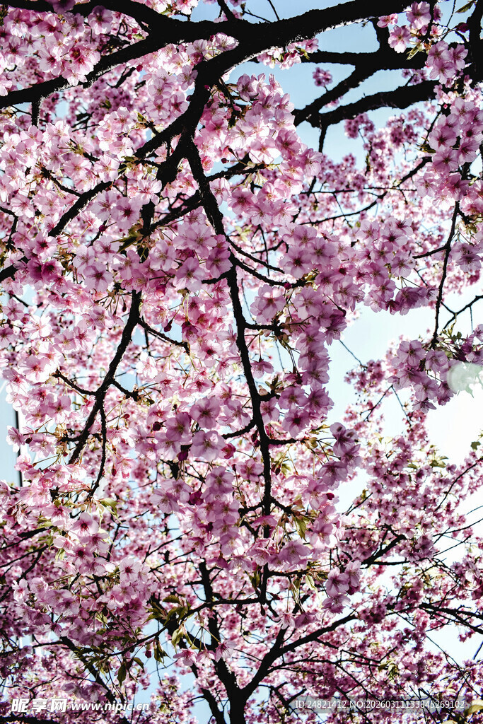 烂漫樱花绽放枝头