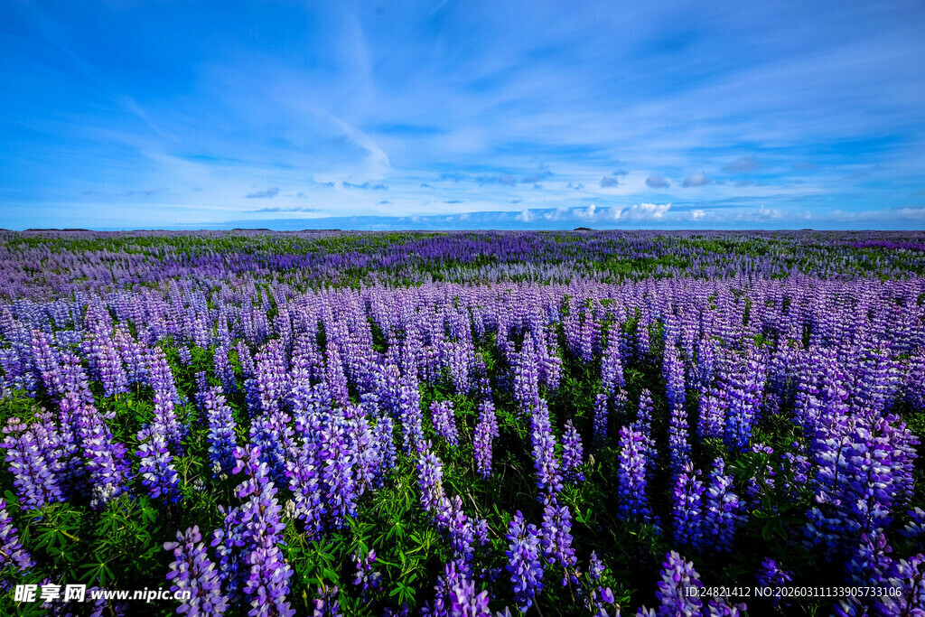 紫色鲁冰花浪漫花海