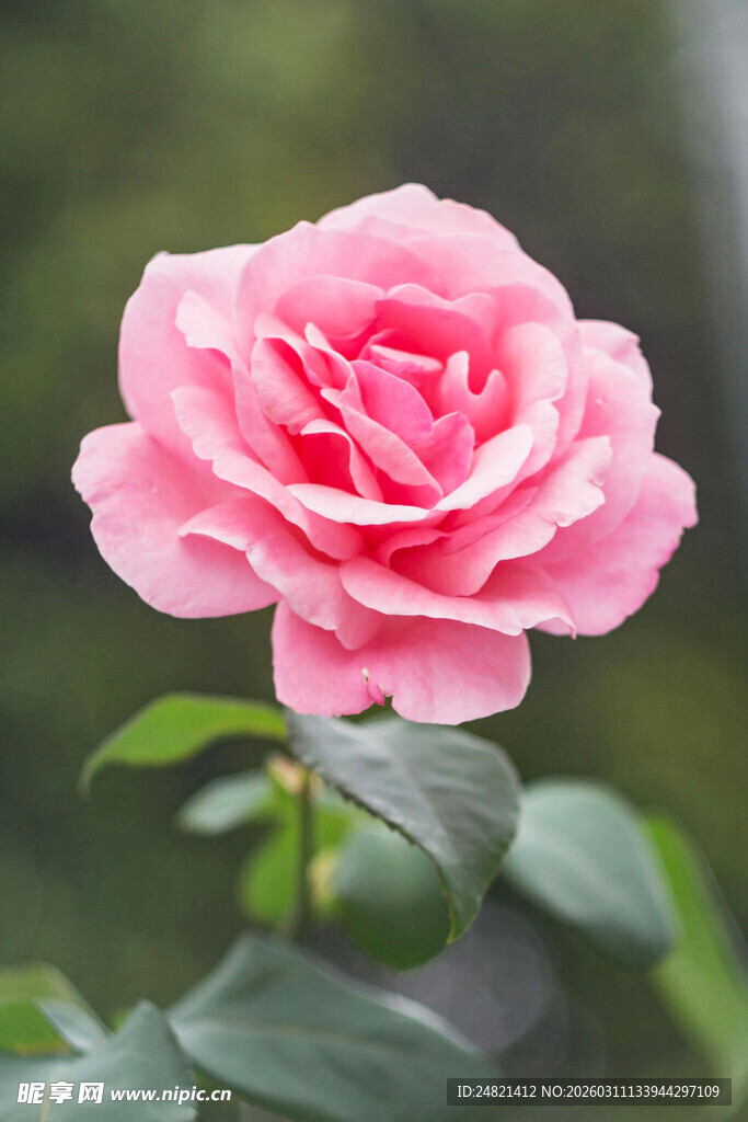 娇艳粉色月季花