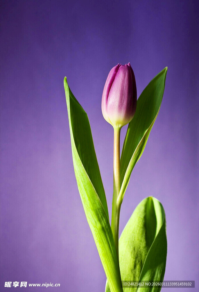 紫色背景下的美丽郁金香