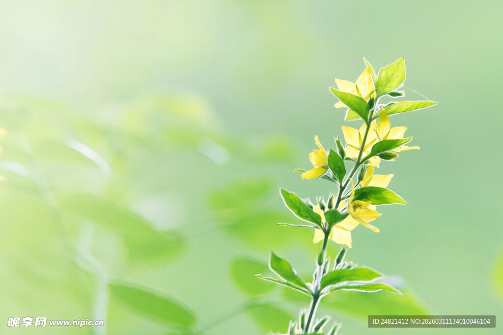 嫩绿枝头绽放的清新小花