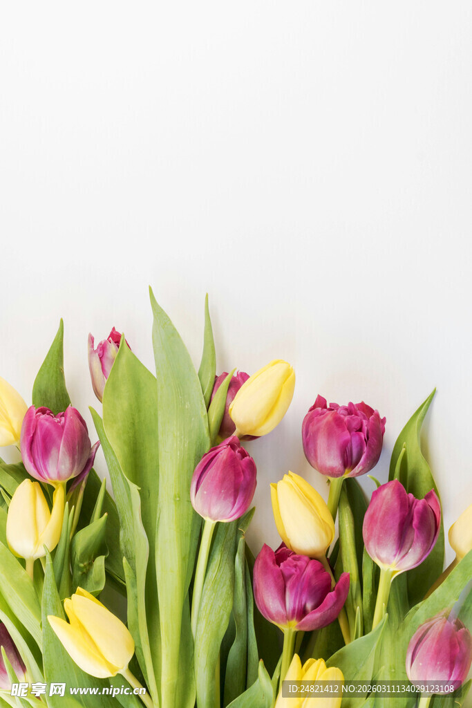多彩郁金香花束