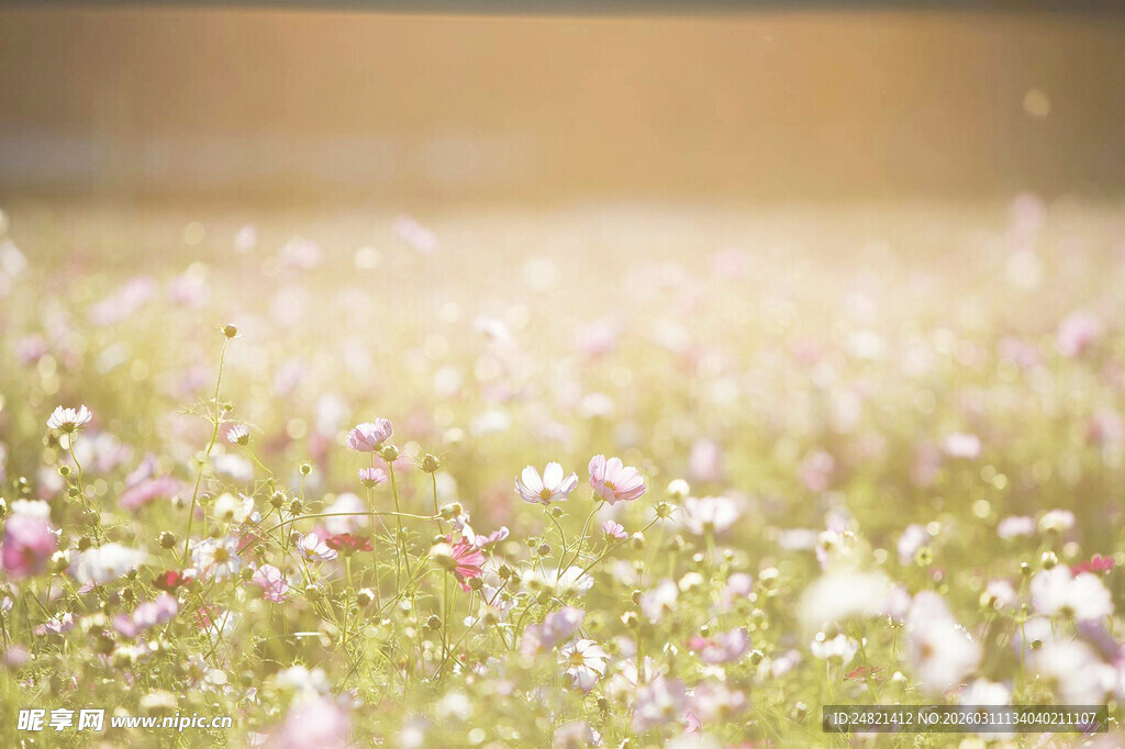 春日繁花草地美景