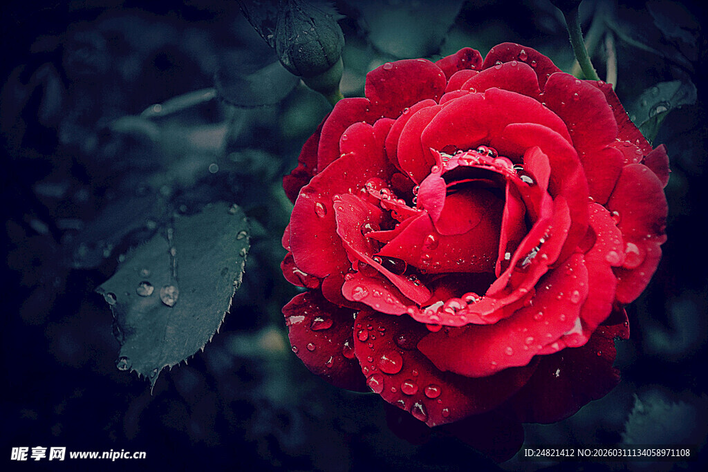 带露红玫瑰特写