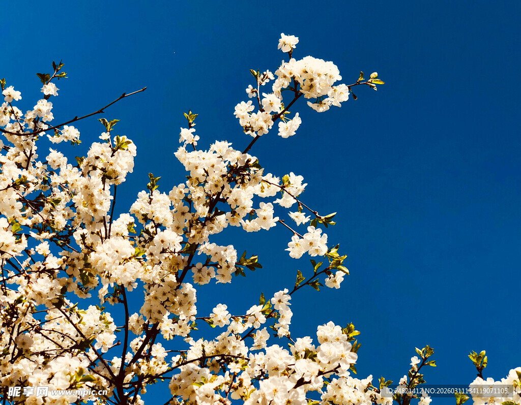 蓝天映衬下的盛开白花