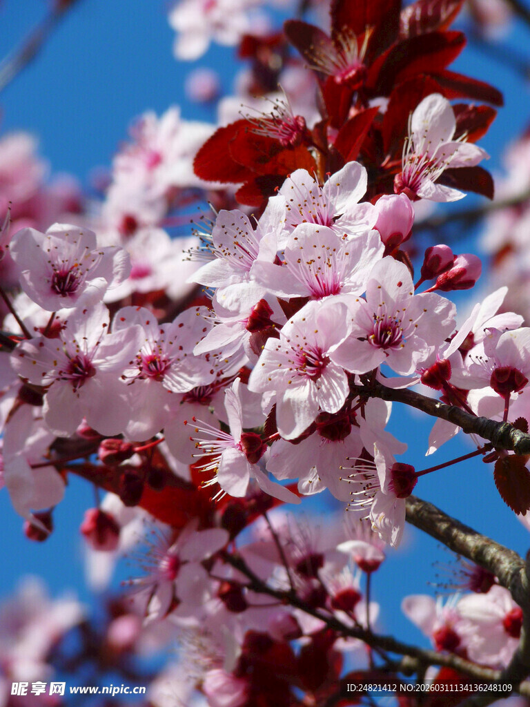 枝头绽放的粉嫩樱花