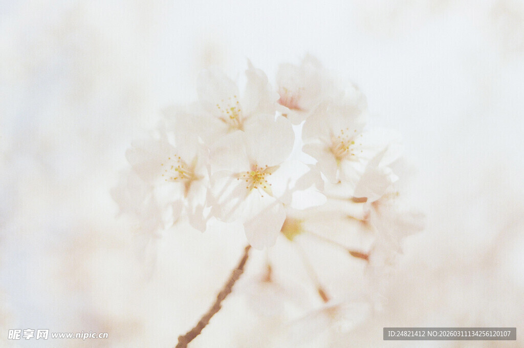 唯美绽放的白色樱花