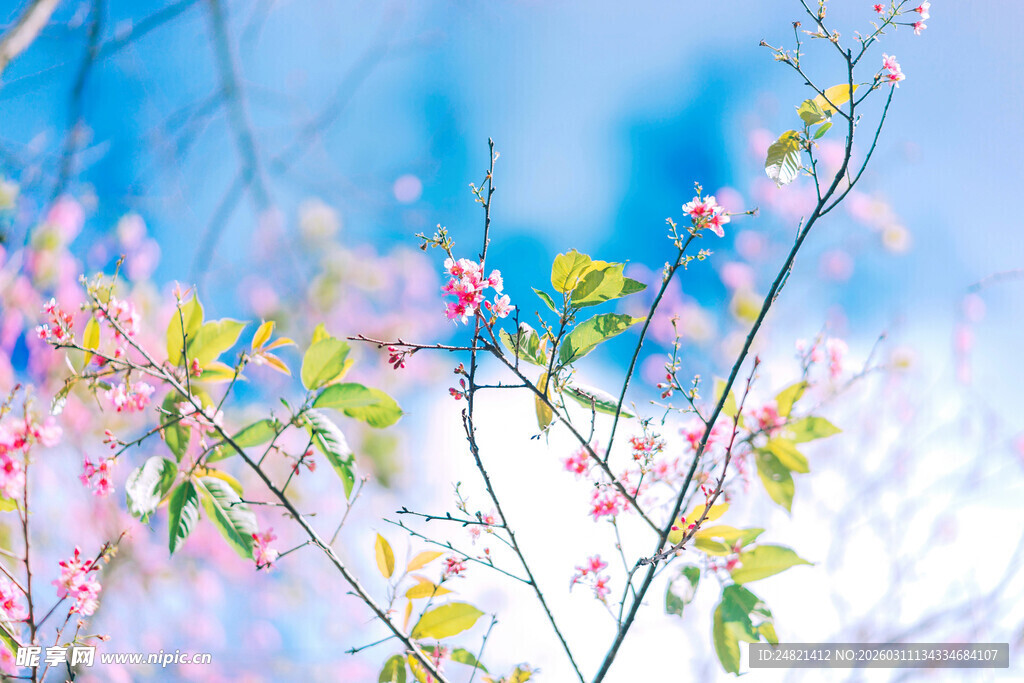 春日繁花枝头绽放