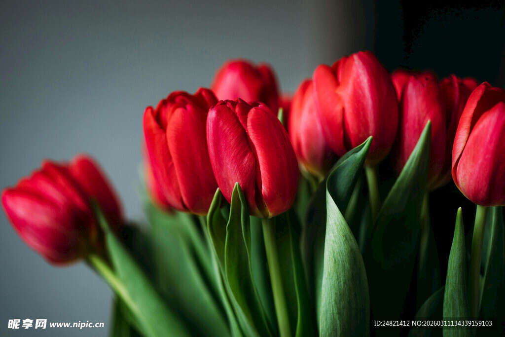 鲜艳红郁金香特写