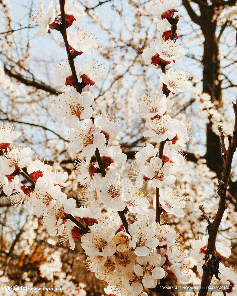 枝头绽放的美丽杏花