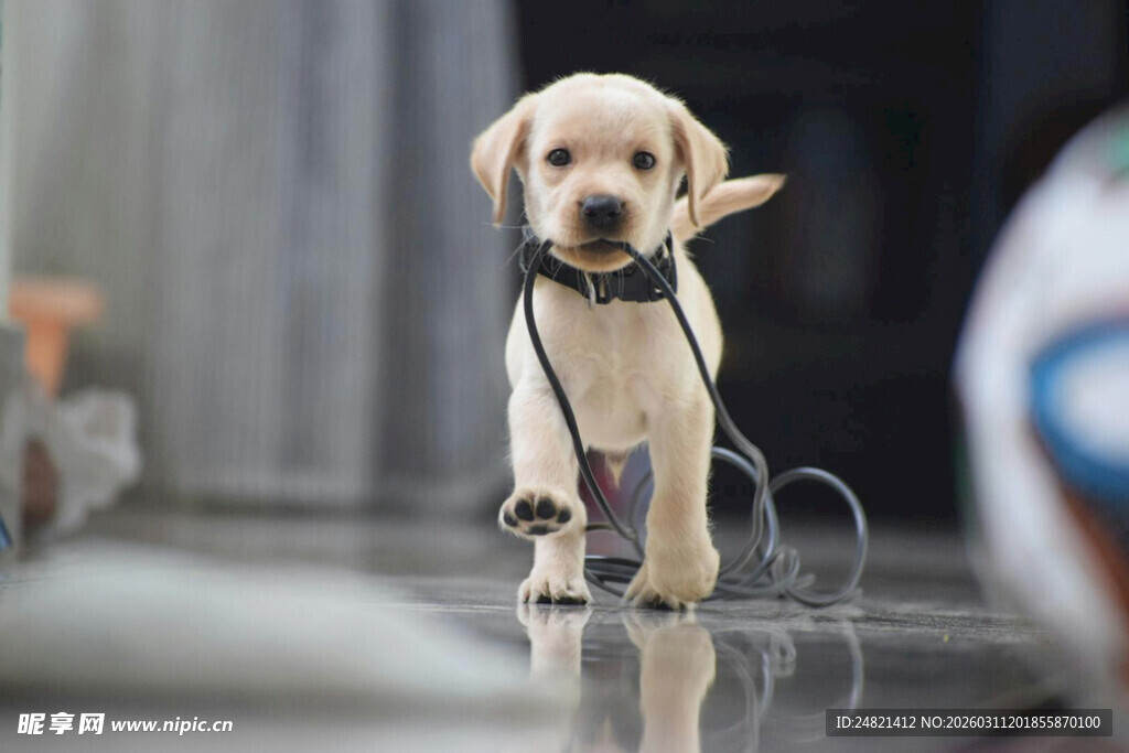 可爱拉布拉多幼犬向前走