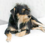 趴着的黑棕相间可爱小狗