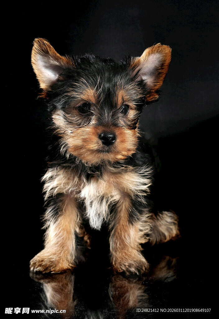 可爱约克夏幼犬