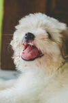 可爱白毛小狗张嘴露舌