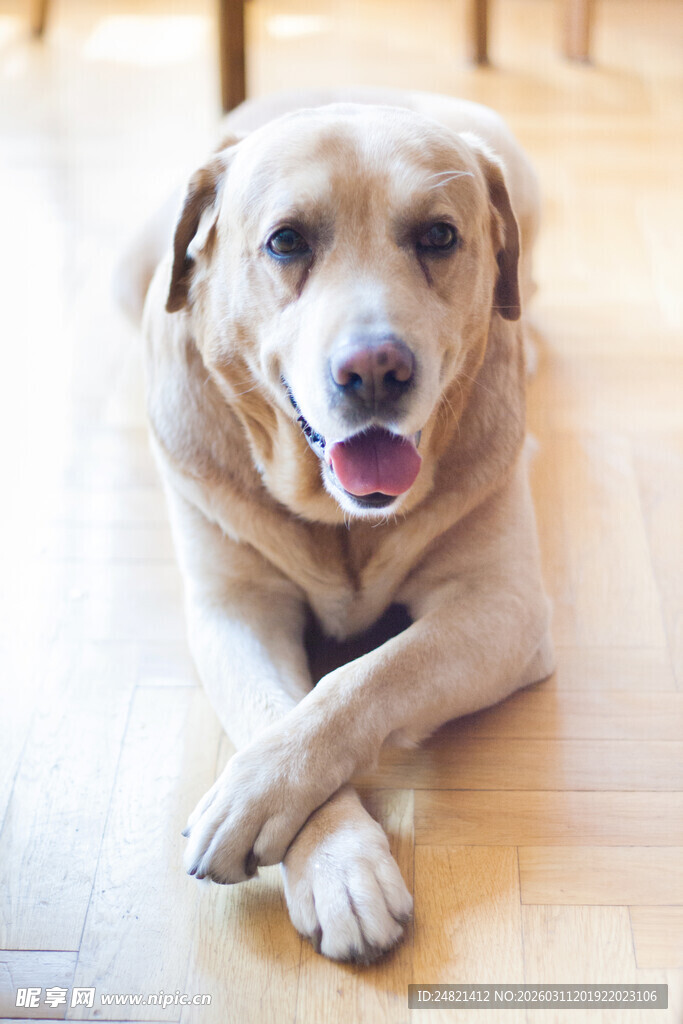 趴地的可爱金毛犬