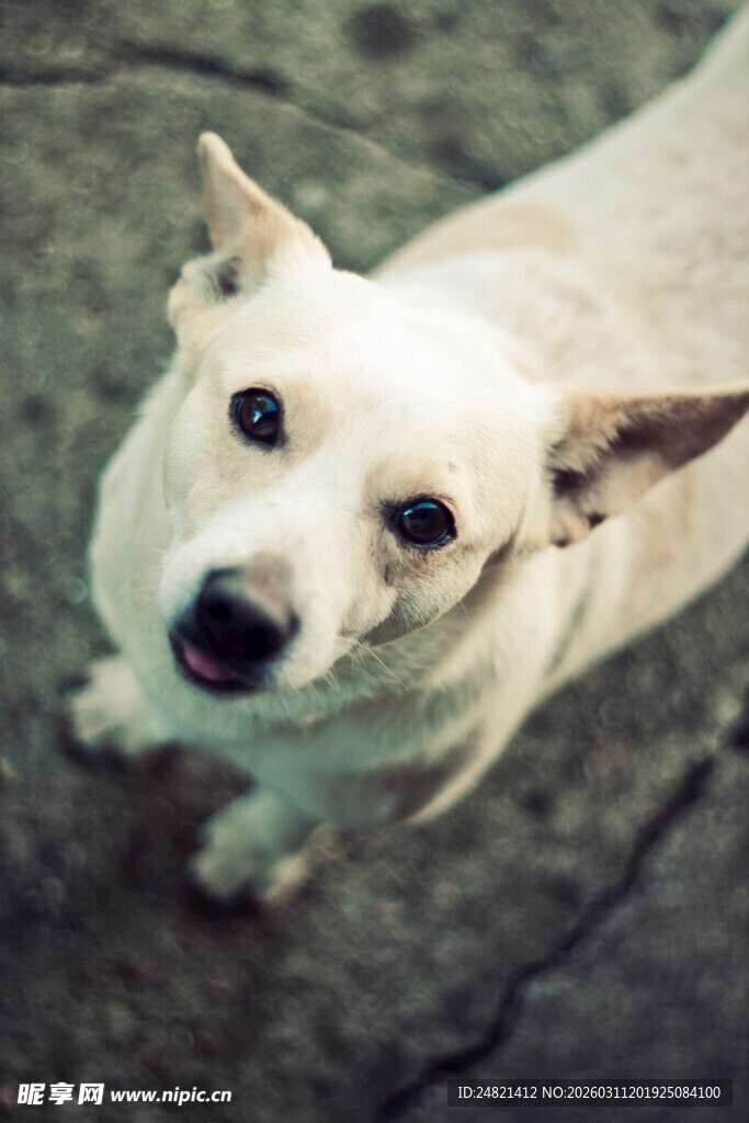 仰头凝视的可爱小白狗