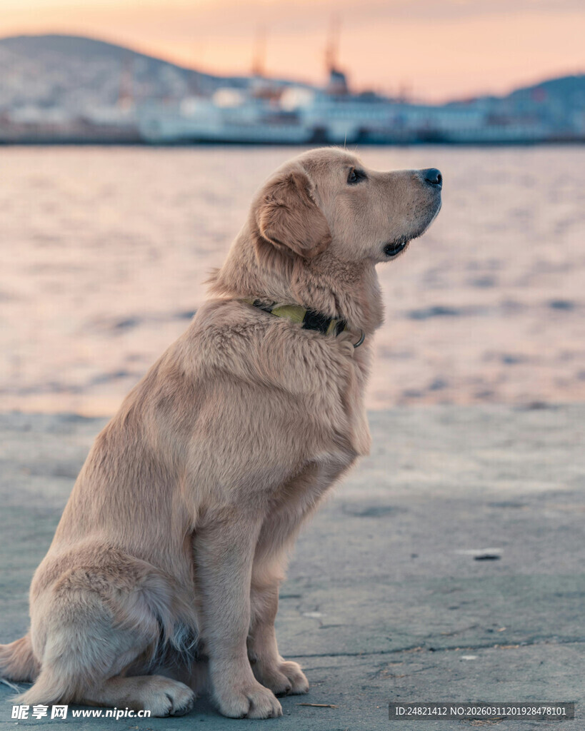海边独坐的金黄拉布拉多