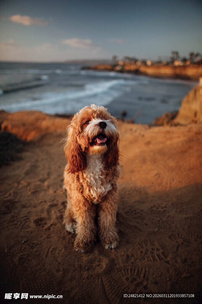 海边可爱卷毛犬