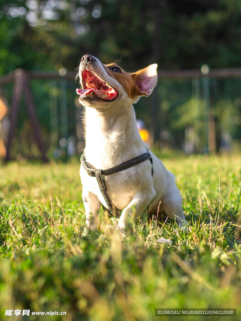 草地上欢快仰头的小狗