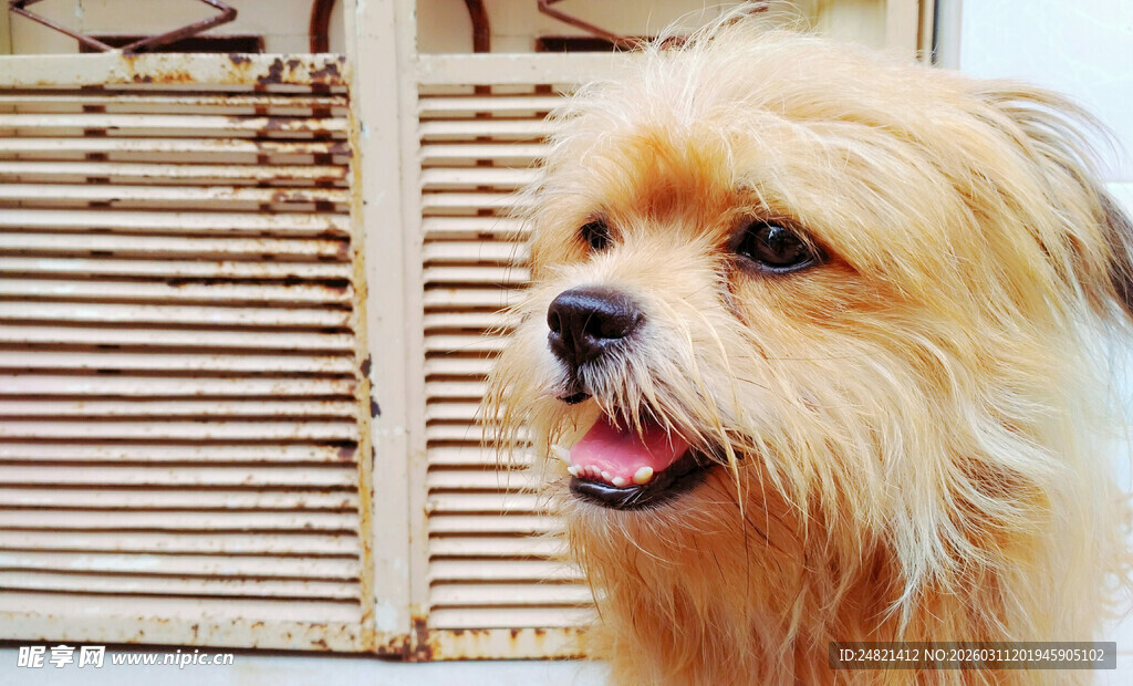 可爱长毛犬张嘴惬意模样