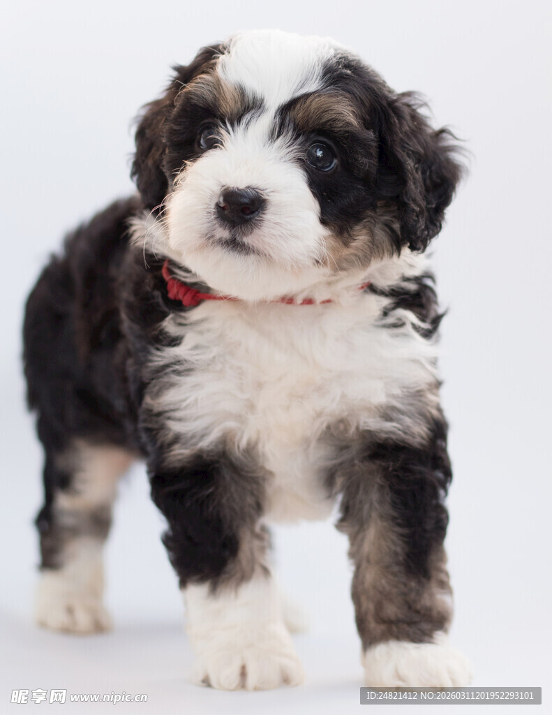 可爱萌趣小狗站立模样