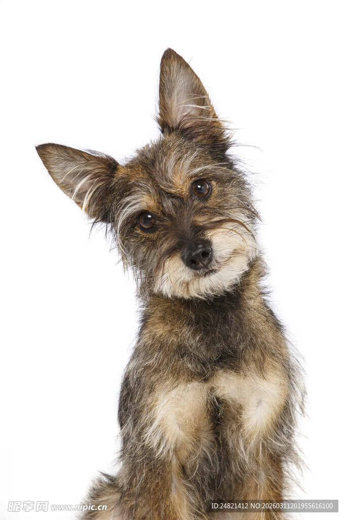 可爱狗狗歪头卖萌