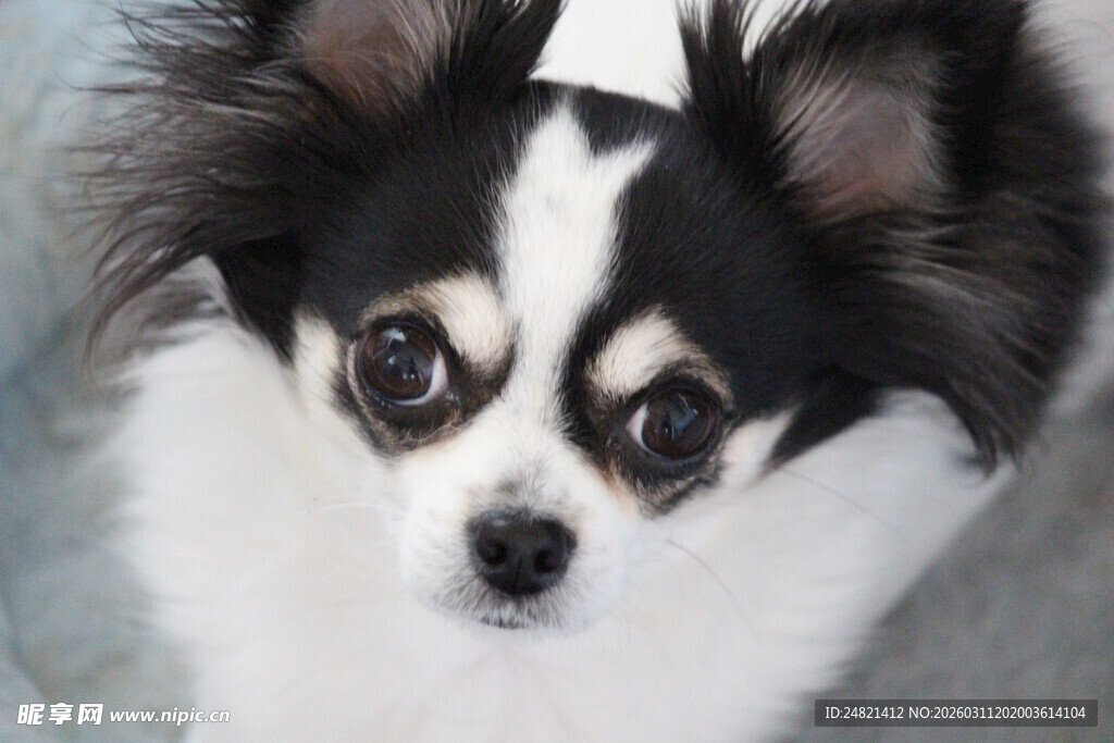 可爱吉娃娃小狗萌照