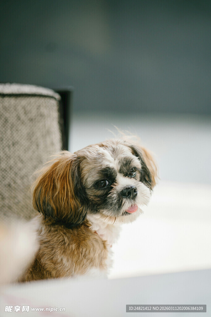 可爱小狗乖巧模样