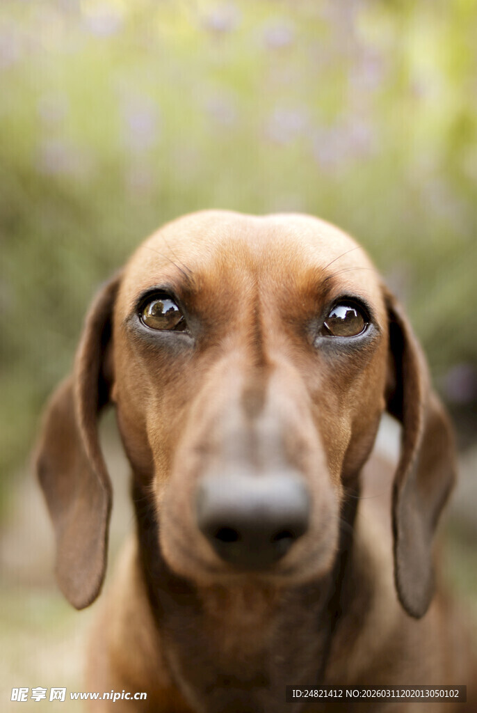 可爱腊肠犬特写
