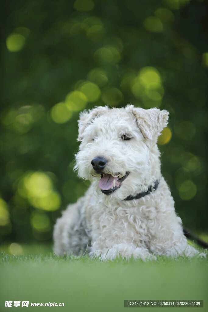 可爱白狗狗惬意趴草地