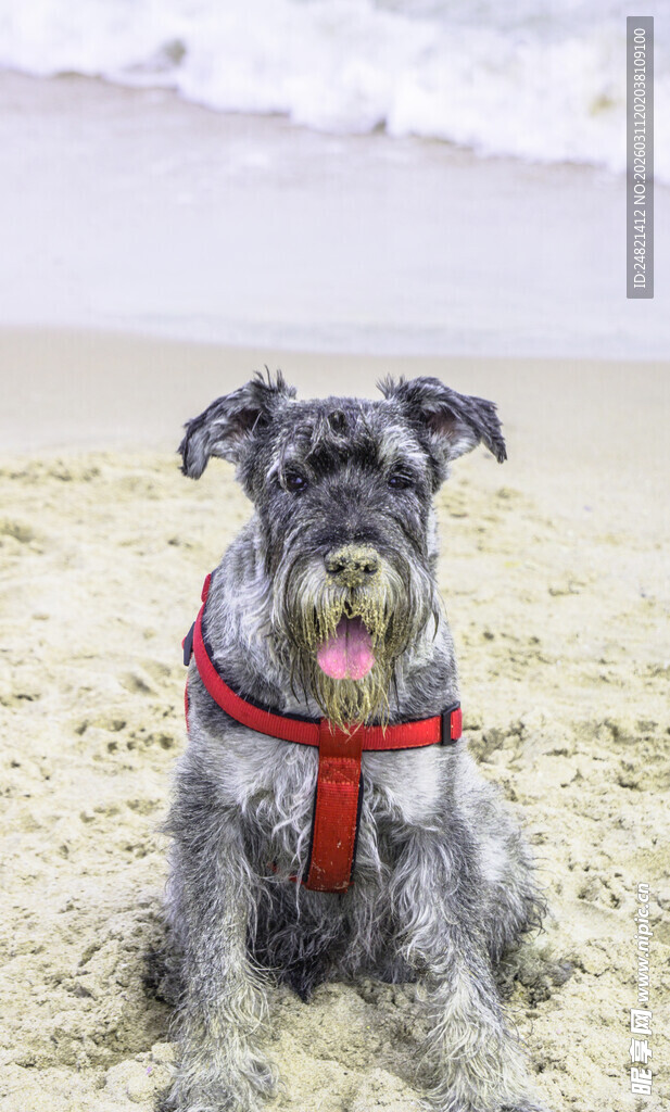 沙滩上戴红项圈的雪纳瑞