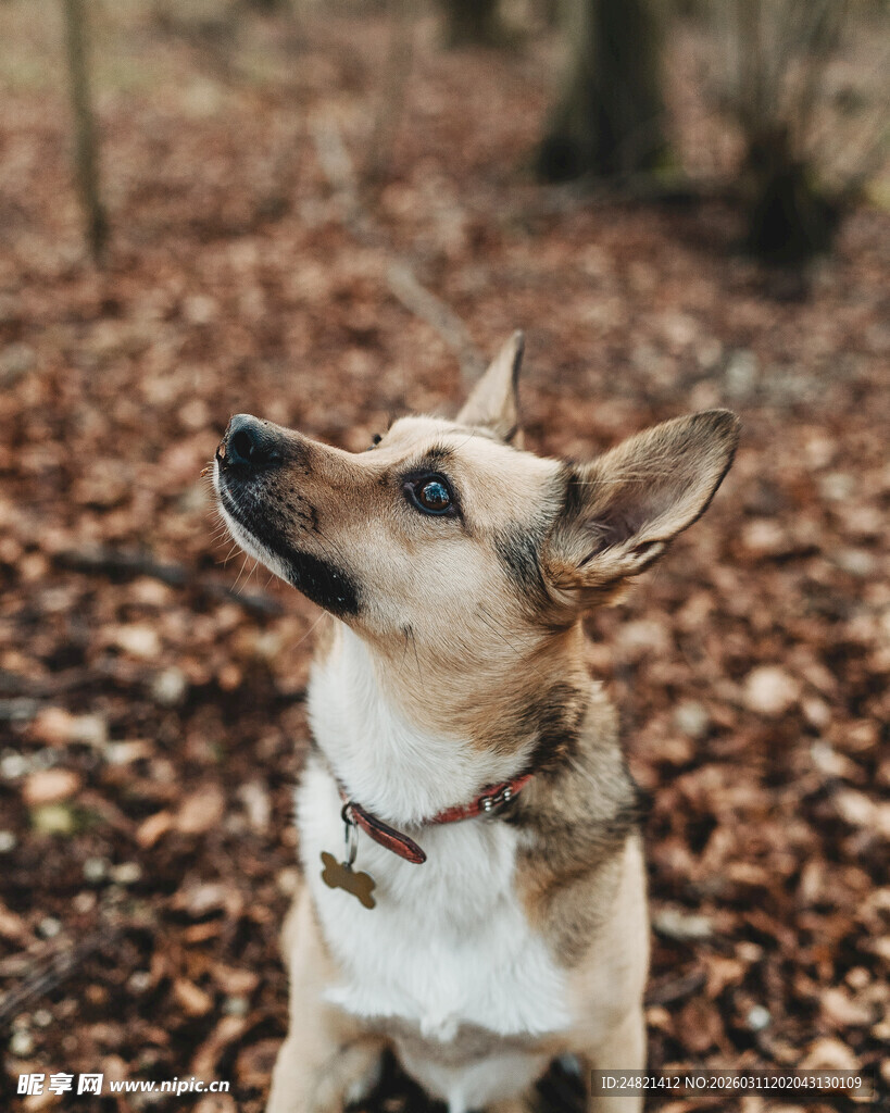 秋日萌犬仰望