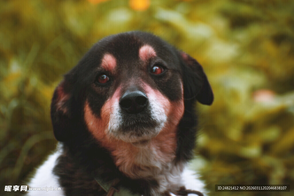 黑白花脸狗的特写