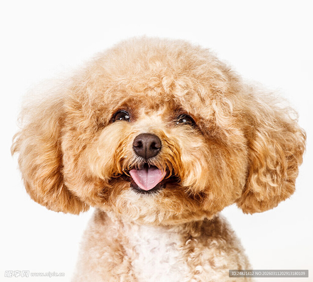 可爱泰迪犬露出开心表情