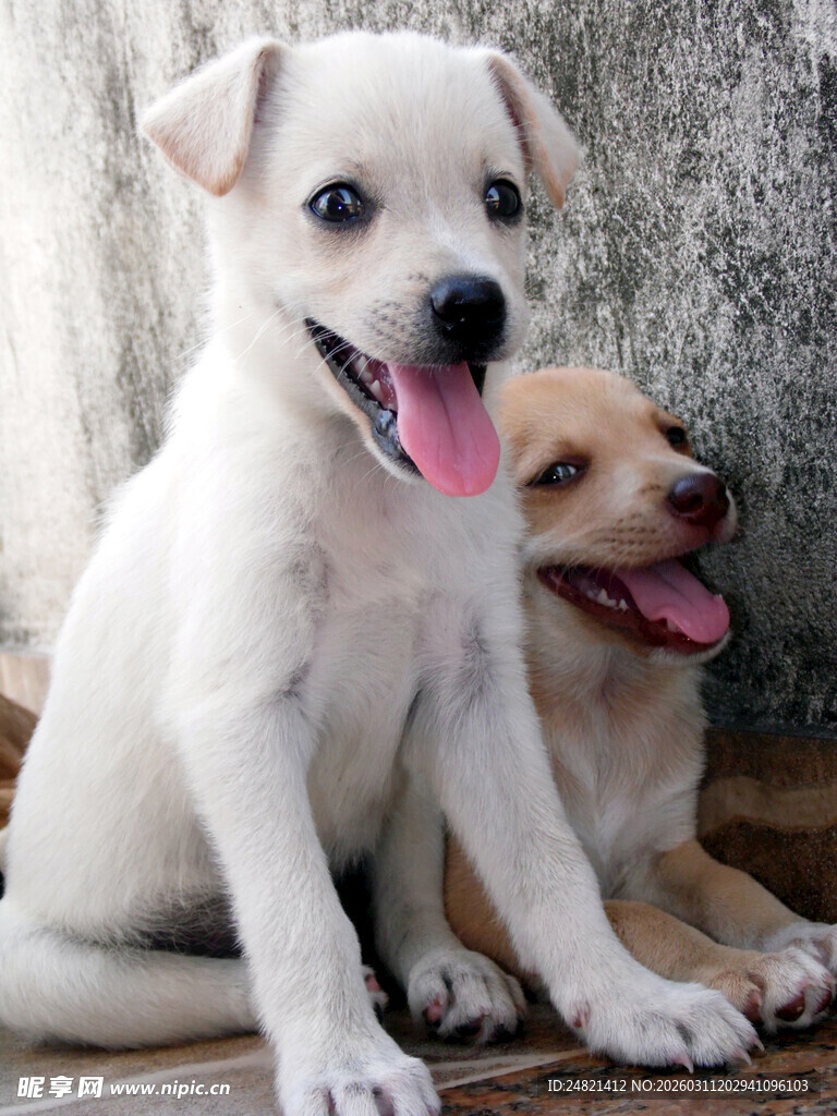 可爱幼犬坐在一起