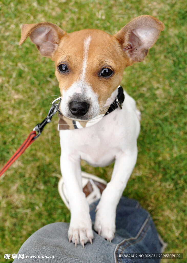 可爱杰克罗素梗犬坐腿上
