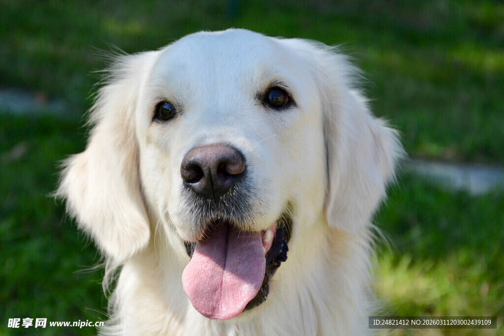 可爱金毛犬吐舌卖萌