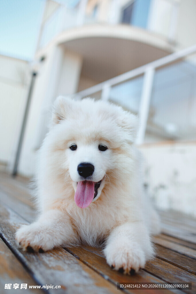 可爱萨摩耶惬意趴木甲板