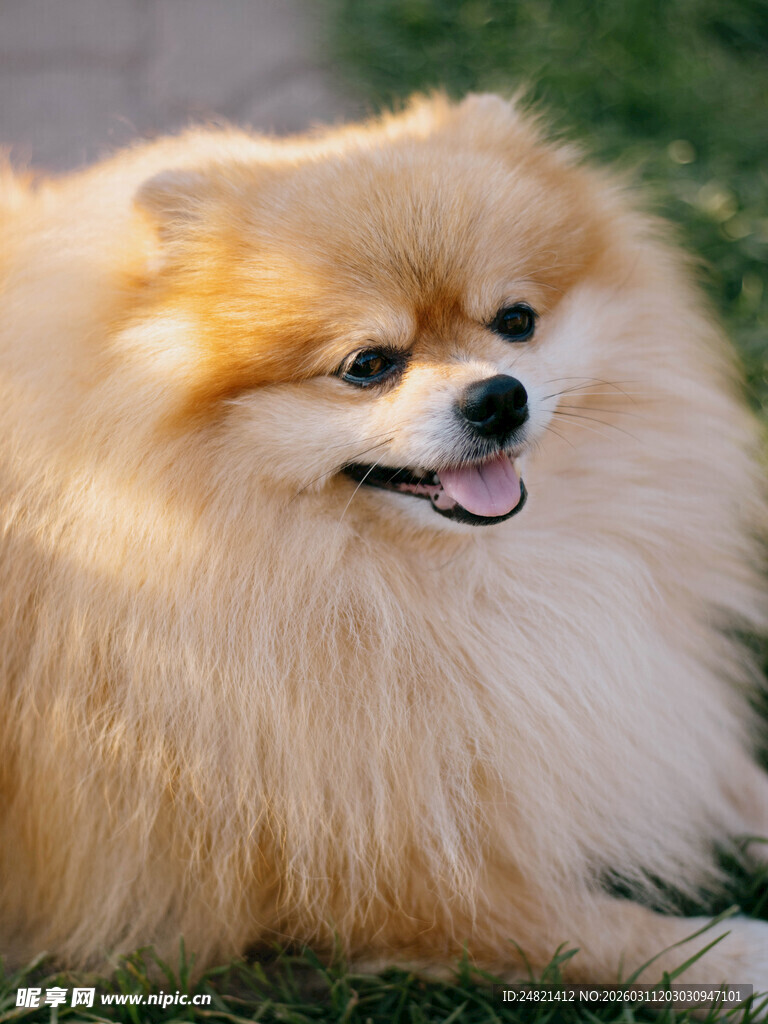 可爱博美犬惬意趴草地