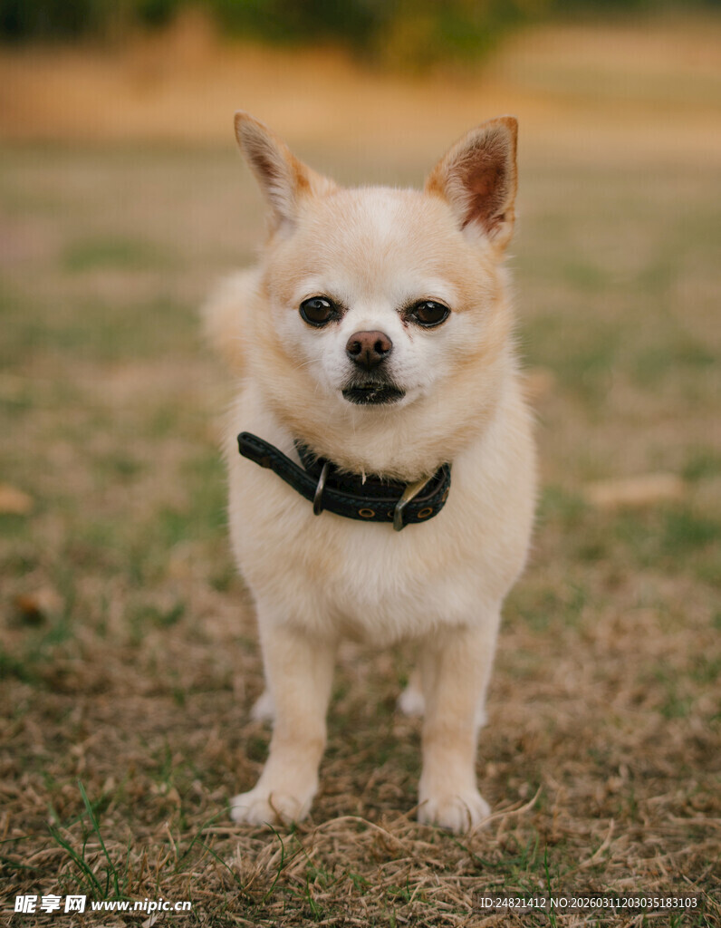 草地上的吉娃娃狗狗