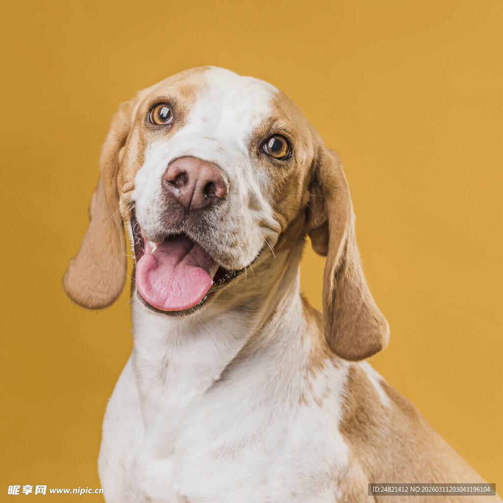 可爱狗狗吐舌俏皮模样